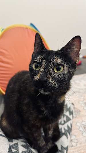 Luna - Photo 3
