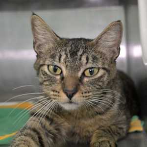 Niomi (petco) - Photo 1