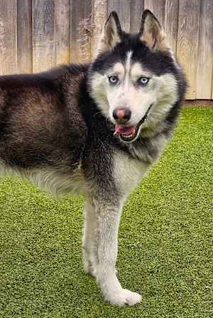 Nanook - Photo 3