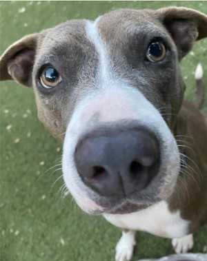 Pepper - Photo 2