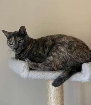 Tessie - Photo 2