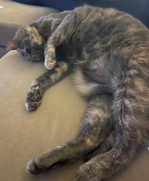 Tessie - Photo 3