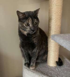 Tessie - Photo 4
