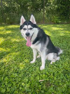 Booger (in Foster) - Photo 3