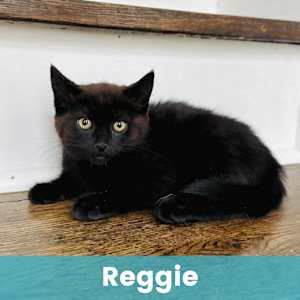 Reggie - Photo 1