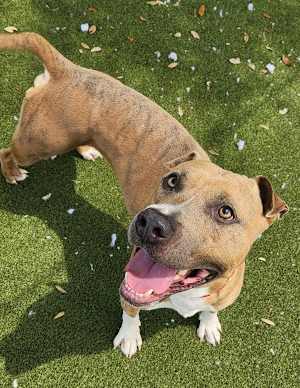 Tyson - Photo 2