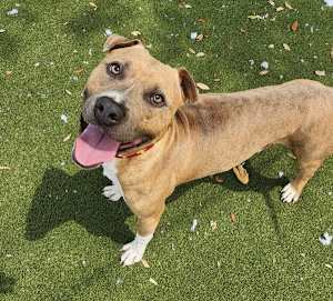 Tyson - Photo 4