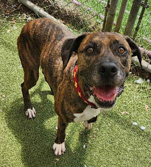 Bodi - Photo 3