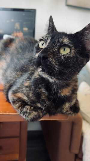 Luna - Photo 4