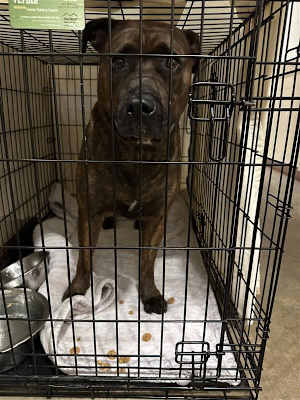Portia - Photo 1