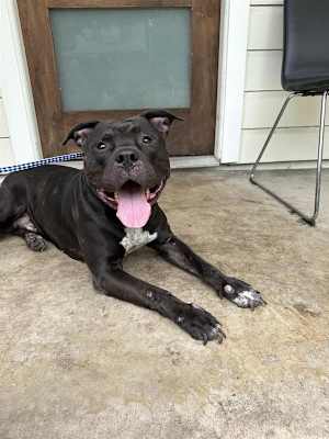 Baloo - Photo 1