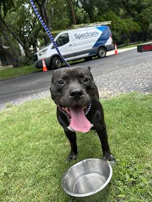 Baloo - Photo 3