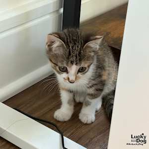 Purr - Photo 2