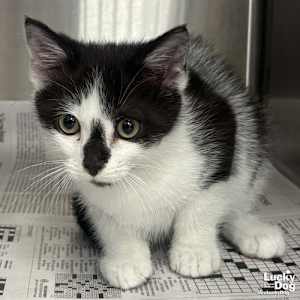 Guiness - Photo 1