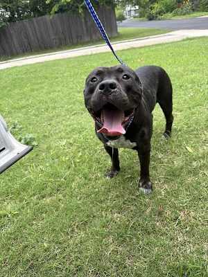 Baloo - Photo 4