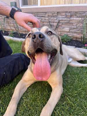Koda(CP) - Photo 2