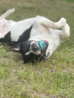 Hugo - Photo 3