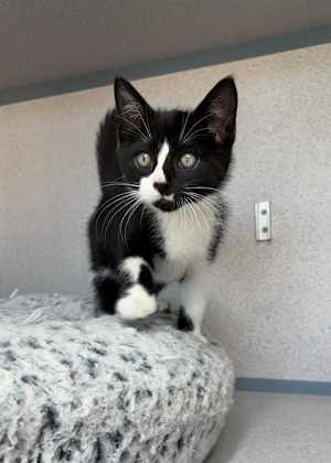 Baxter (bonded With Bliss) - Photo 4