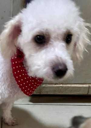 Milo - Photo 3