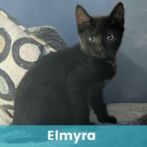 Elmyra - Photo 1
