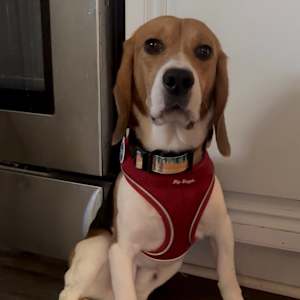 Ridglan Beagles (M/F) - Photo 2