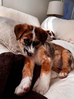 Marley - Photo 2