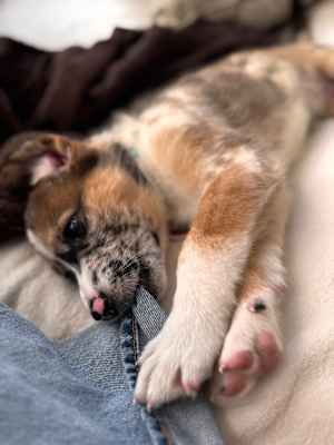Marley - Photo 3
