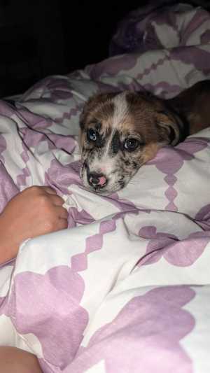 Marley - Photo 4