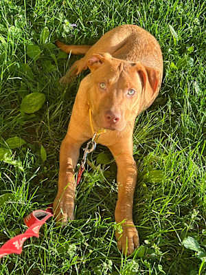Cheeto ~ meet me! - Photo 2
