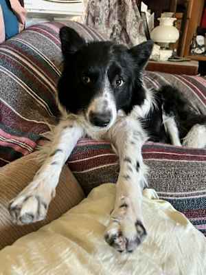 OREO - Photo 1