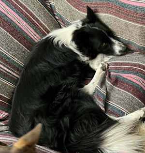 OREO - Photo 2