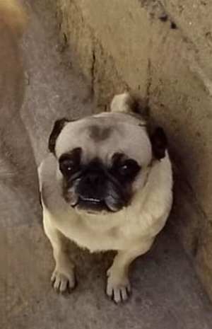 Georgie Girl - Photo 1