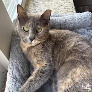 Penny - Photo 1