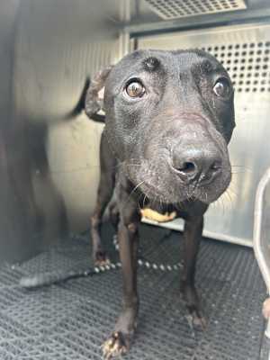 Zaire - Photo 1