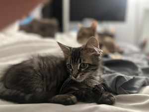 Oscar - Photo 2