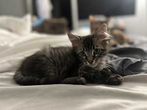 Oscar - Photo 3