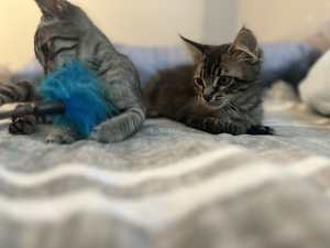 Oscar - Photo 4