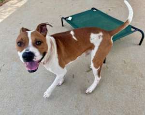 WYATT - Photo 1