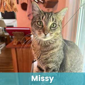 Missy - Photo 1
