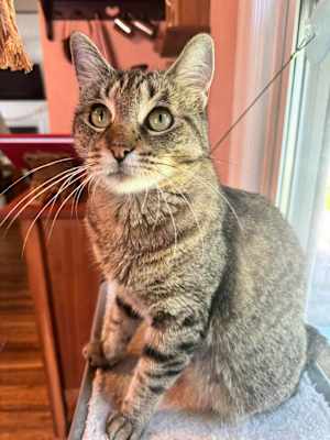 Missy - Photo 4
