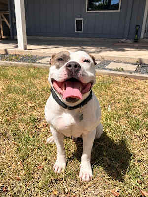 Chico - Photo 3