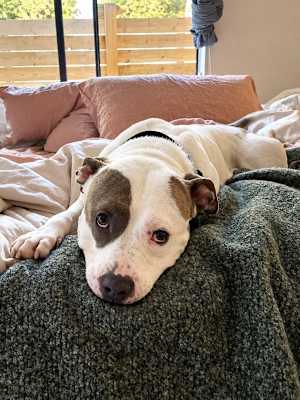 Chico - Photo 4