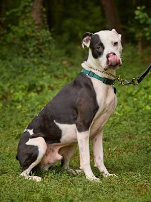 PONGO - Photo 1