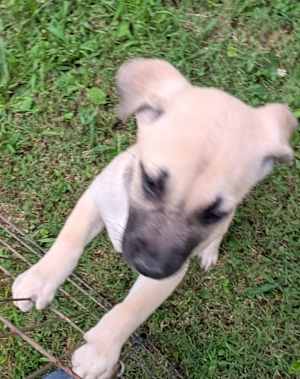 Phoenix - Photo 3
