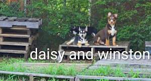 Daisy ~ sweetest girl ~ - Photo 2