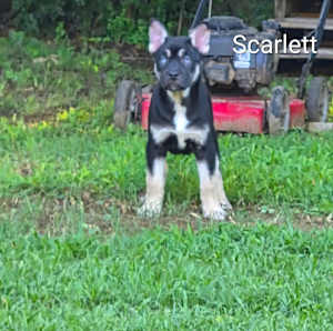 Scarlett~gorgeous baby blues! - Photo 1