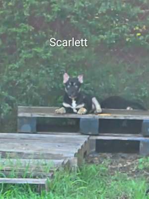 Scarlett~gorgeous baby blues! - Photo 2
