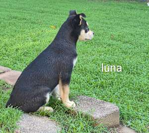 Luna - Photo 3