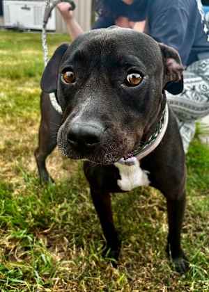 Chicken (in Foster) - Photo 4