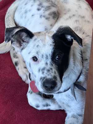 Domino - Photo 1